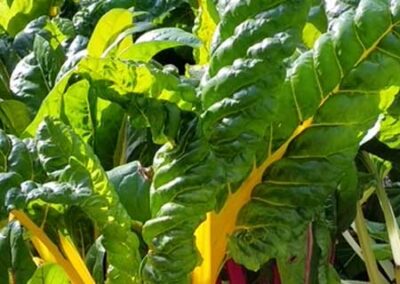 Food As Medicine – Chard