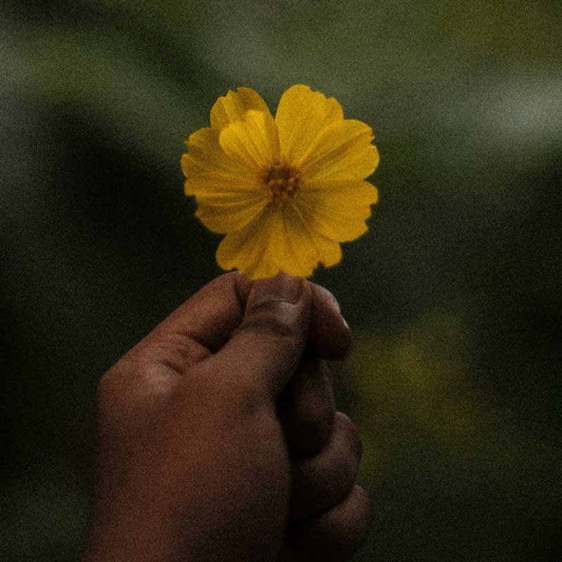 Highly Sensitive Person (HSP) image – hand holding yellow flower