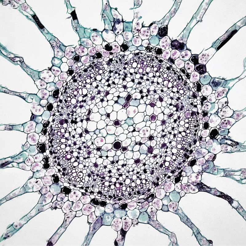 Gut-Brain Connection image – healthy cell